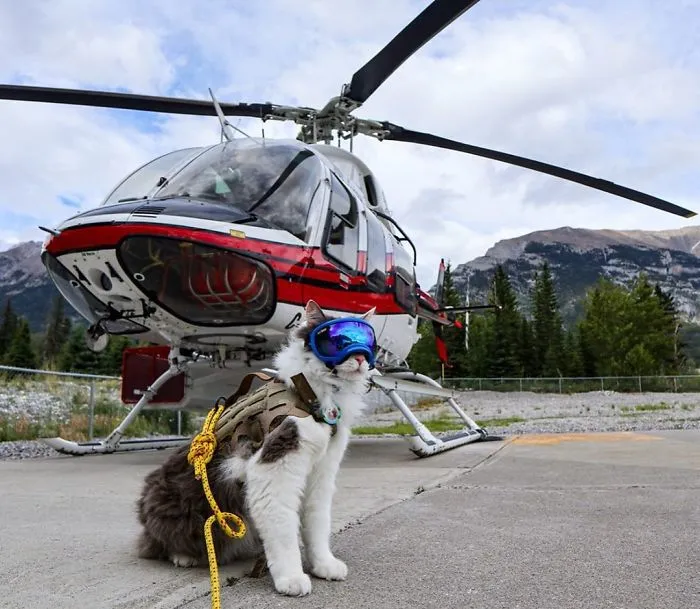 This Is Gary, The Meowntaineering Rescue Cat And His Adventures Are Adorable