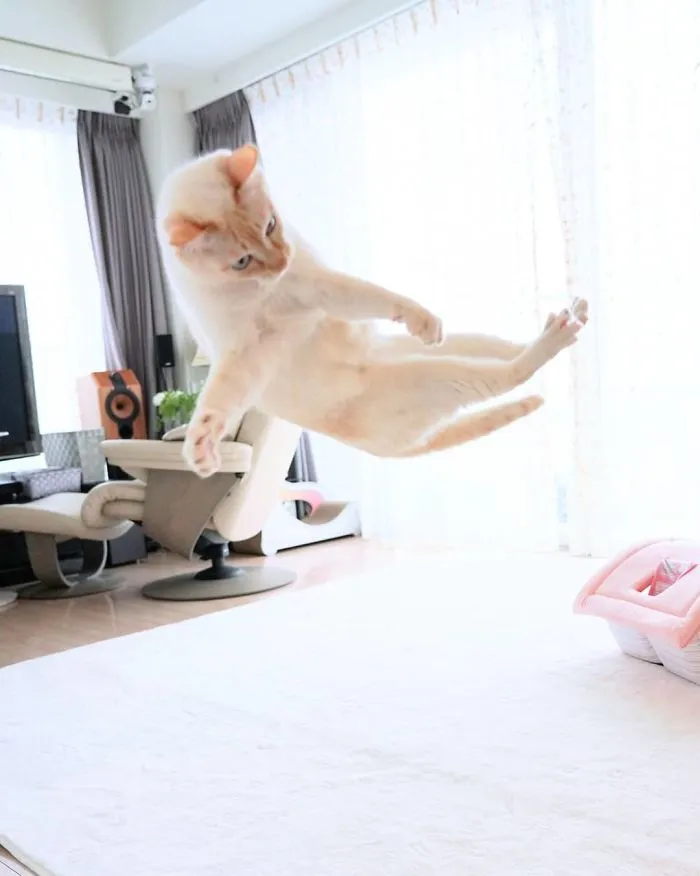 This "Dancing" Cat From Japan Has Some Serious Moves