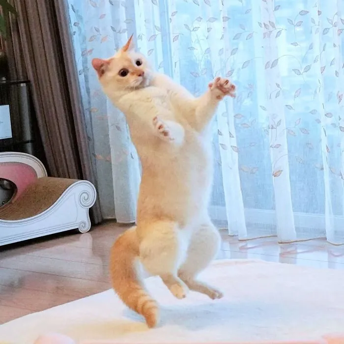 This "Dancing" Cat From Japan Has Some Serious Moves