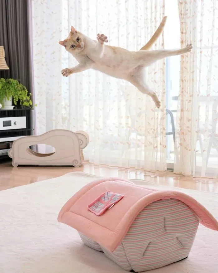 This "Dancing" Cat From Japan Has Some Serious Moves