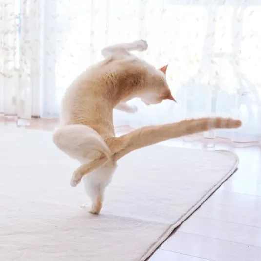 This "Dancing" Cat From Japan Has Some Serious Moves