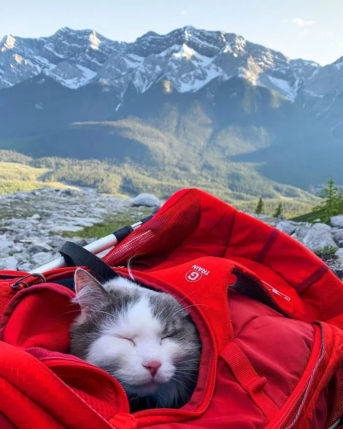 This Is Gary, The Meowntaineering Rescue Cat And His Adventures Are Adorable