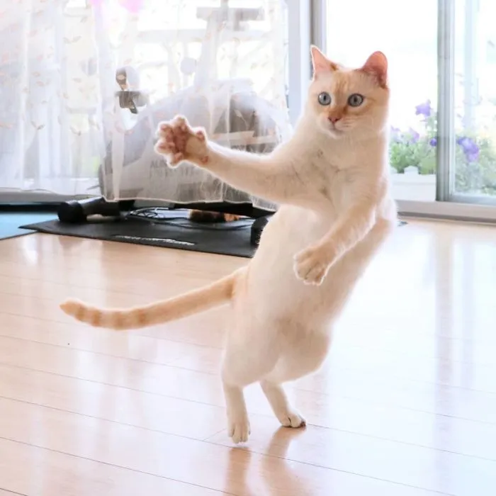 This "Dancing" Cat From Japan Has Some Serious Moves