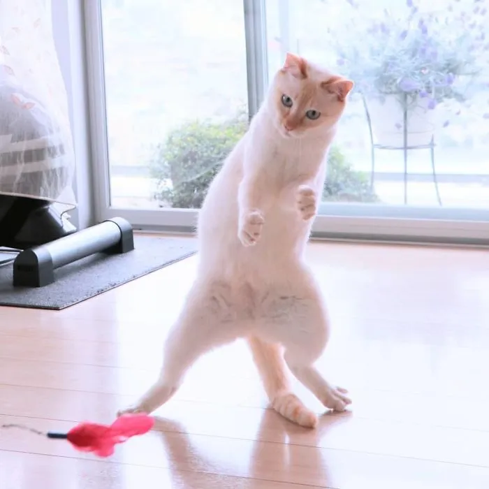 This "Dancing" Cat From Japan Has Some Serious Moves