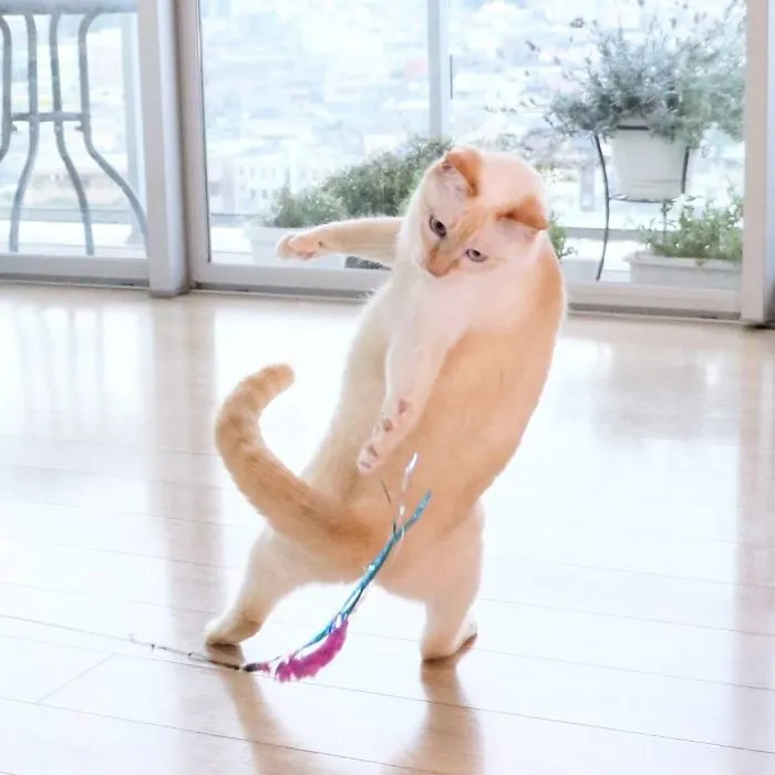 This "Dancing" Cat From Japan Has Some Serious Moves