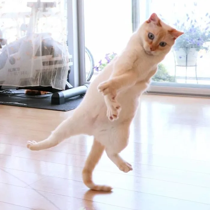 This "Dancing" Cat From Japan Has Some Serious Moves