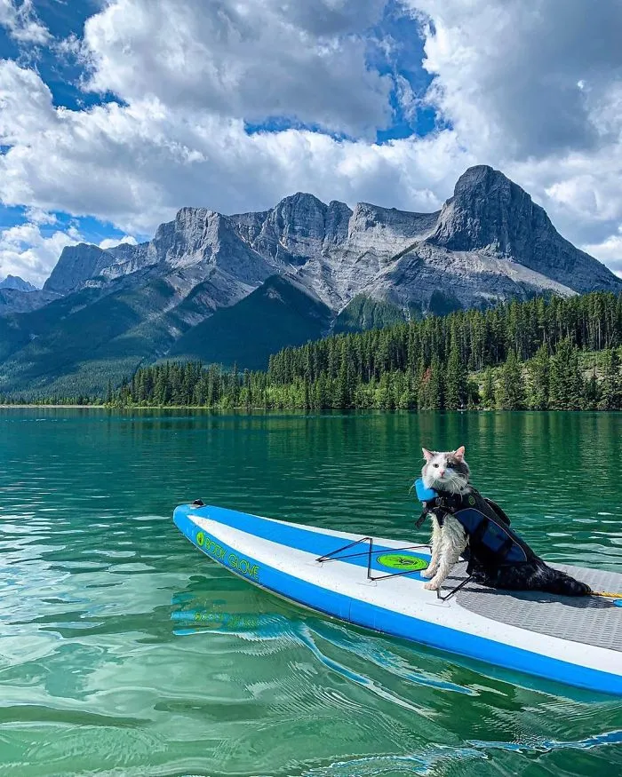 This Is Gary, The Meowntaineering Rescue Cat And His Adventures Are Adorable