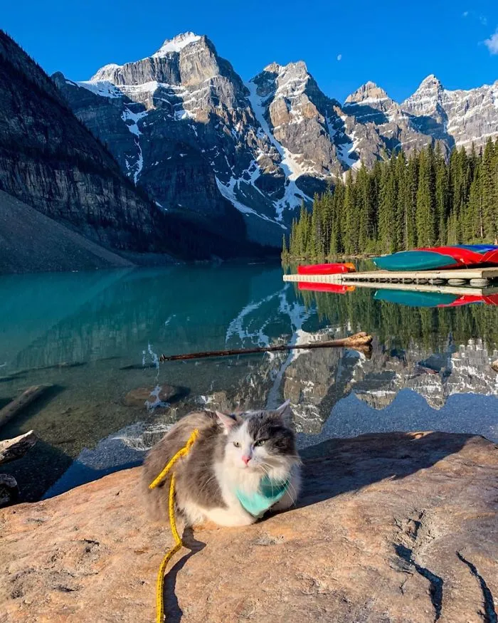This Is Gary, The Meowntaineering Rescue Cat And His Adventures Are Adorable