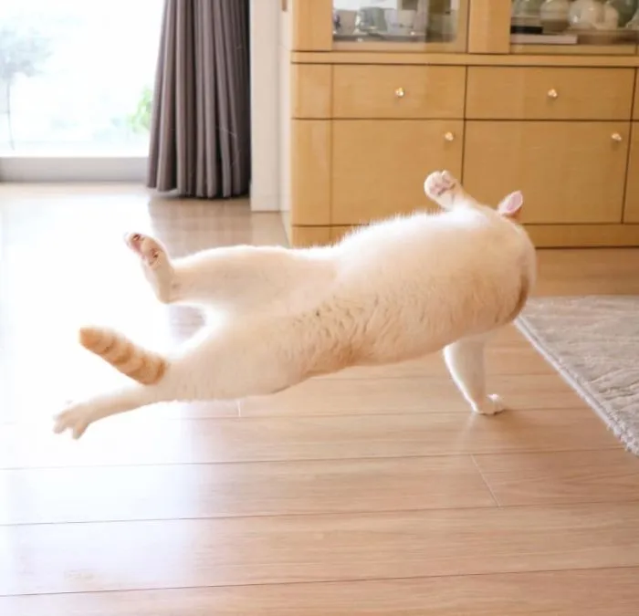 This "Dancing" Cat From Japan Has Some Serious Moves
