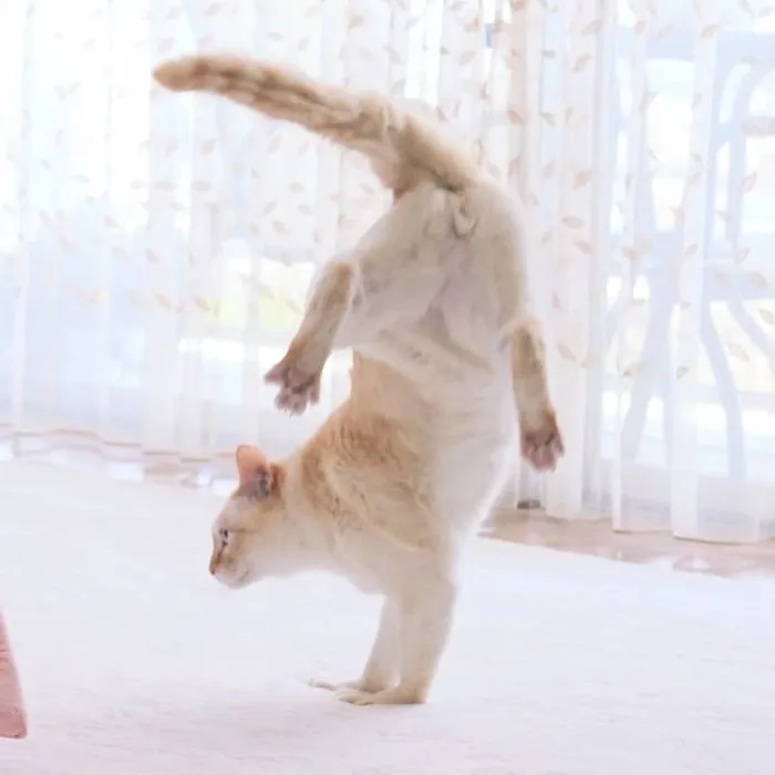 This "Dancing" Cat From Japan Has Some Serious Moves