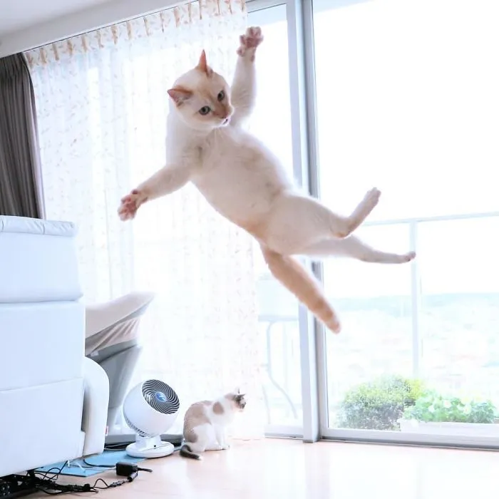 This "Dancing" Cat From Japan Has Some Serious Moves