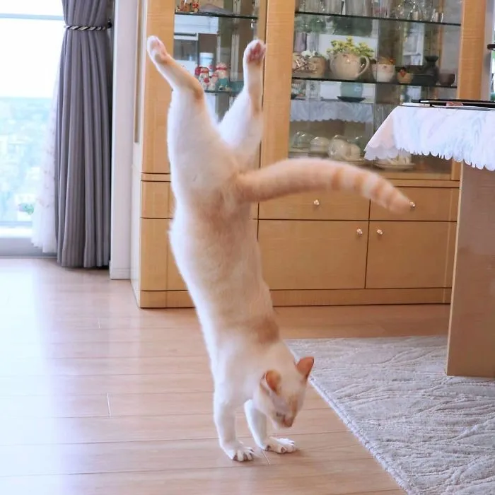 This "Dancing" Cat From Japan Has Some Serious Moves