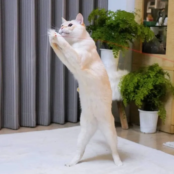 This "Dancing" Cat From Japan Has Some Serious Moves
