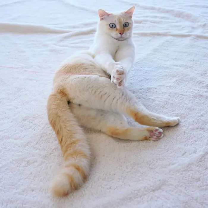 This "Dancing" Cat From Japan Has Some Serious Moves