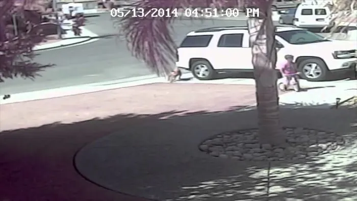 Tara The Hero Cat That Saved A 4-Year-Old That Was Attacked By The Neighbor's Dog