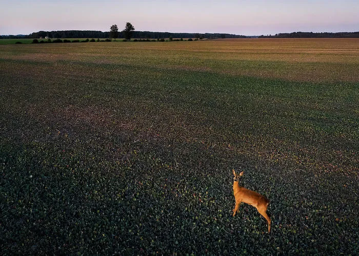 I Capture Wild Animals And Stunning Landscapes In Lithuania Using My Drone (22 Pics)
