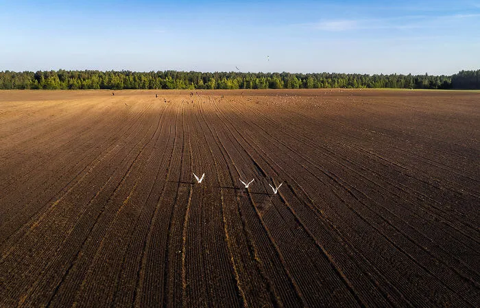 I Capture Wild Animals And Stunning Landscapes In Lithuania Using My Drone (22 Pics)