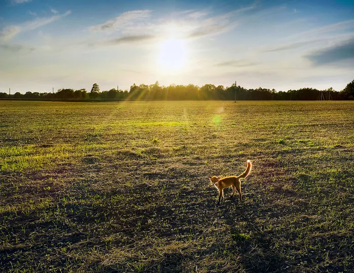 I Capture Wild Animals And Stunning Landscapes In Lithuania Using My Drone (22 Pics)