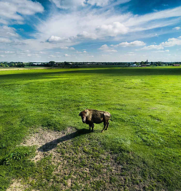 I Capture Wild Animals And Stunning Landscapes In Lithuania Using My Drone (22 Pics)