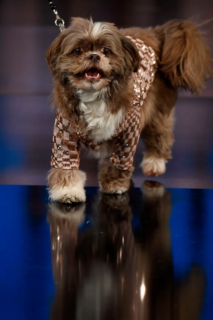 My Spring/Summer 2020 Collection For The New York Fashion Week Where Dogs Take Over The Catwalk (21 Pics)