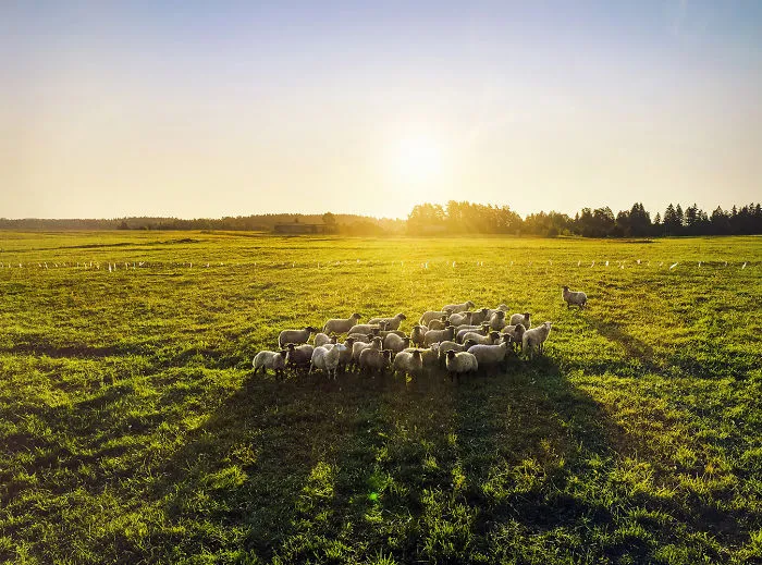 I Capture Wild Animals And Stunning Landscapes In Lithuania Using My Drone (22 Pics)