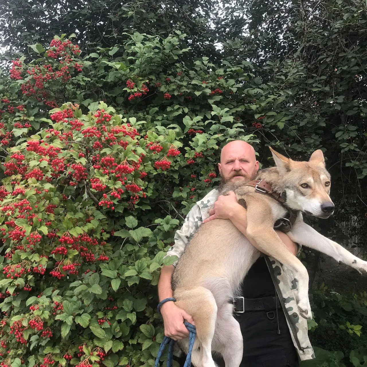 Gray Wolf From Volgograd