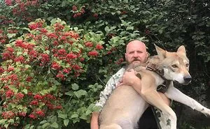 Gray Wolf From Volgograd