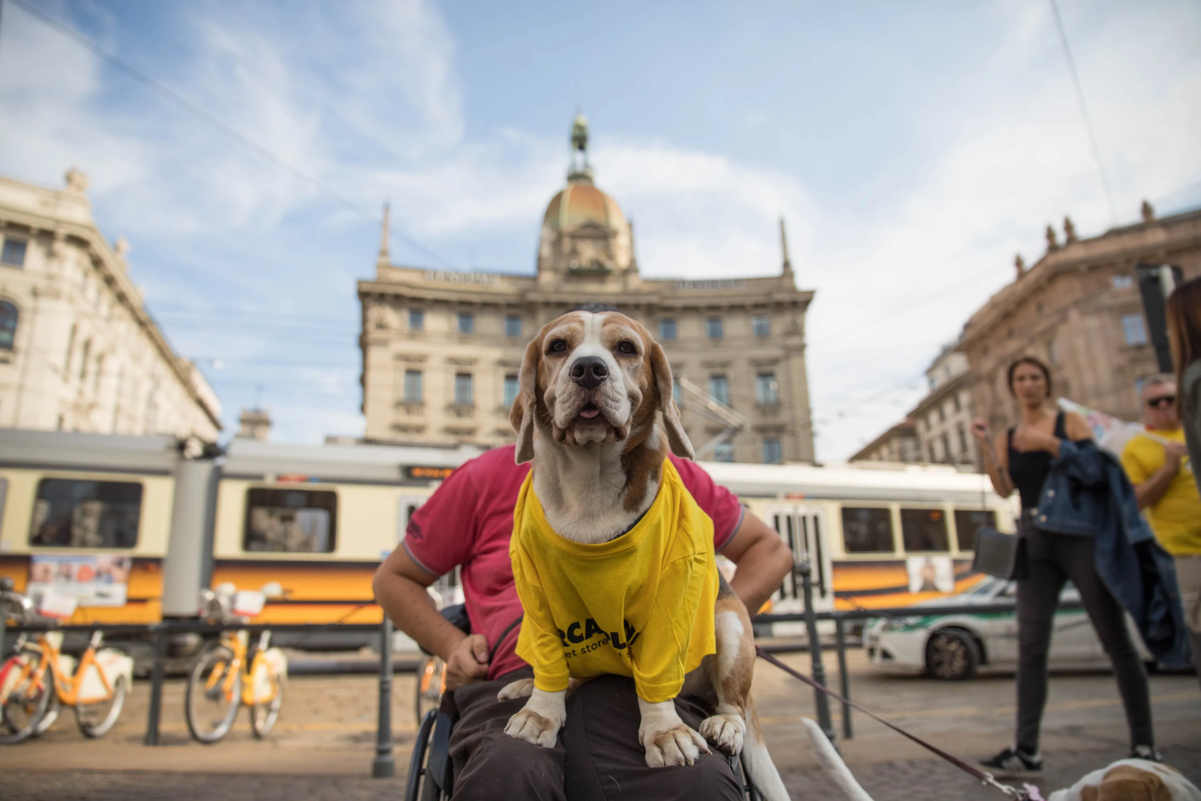 The City Of Dogs - Milan!
