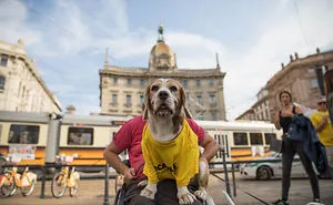 The City Of Dogs - Milan!