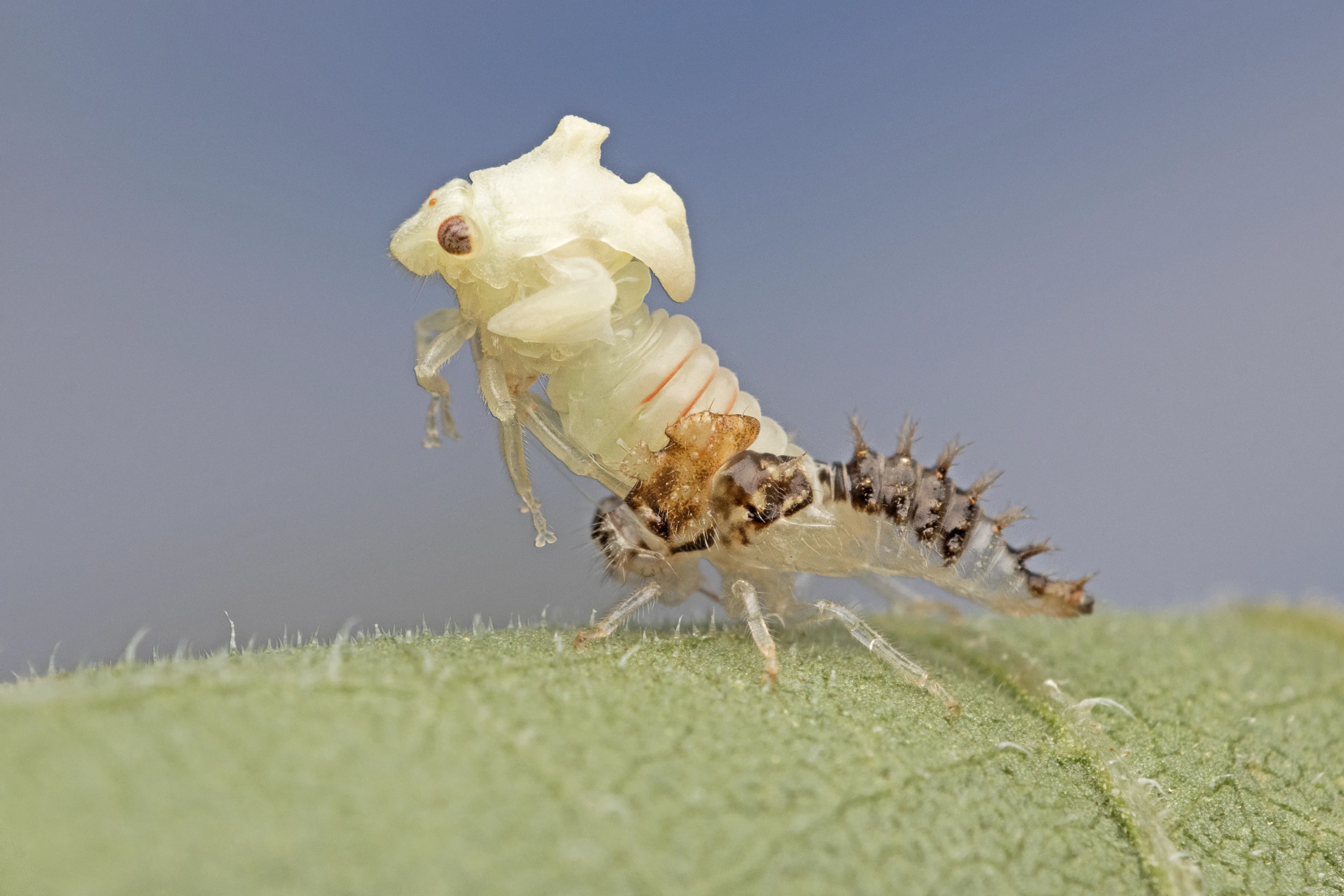 I Captured The Remarkable Transformation Of A Baby Bug Becoming An Adult