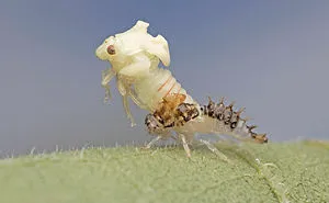 I Captured The Remarkable Transformation Of A Baby Bug Becoming An Adult