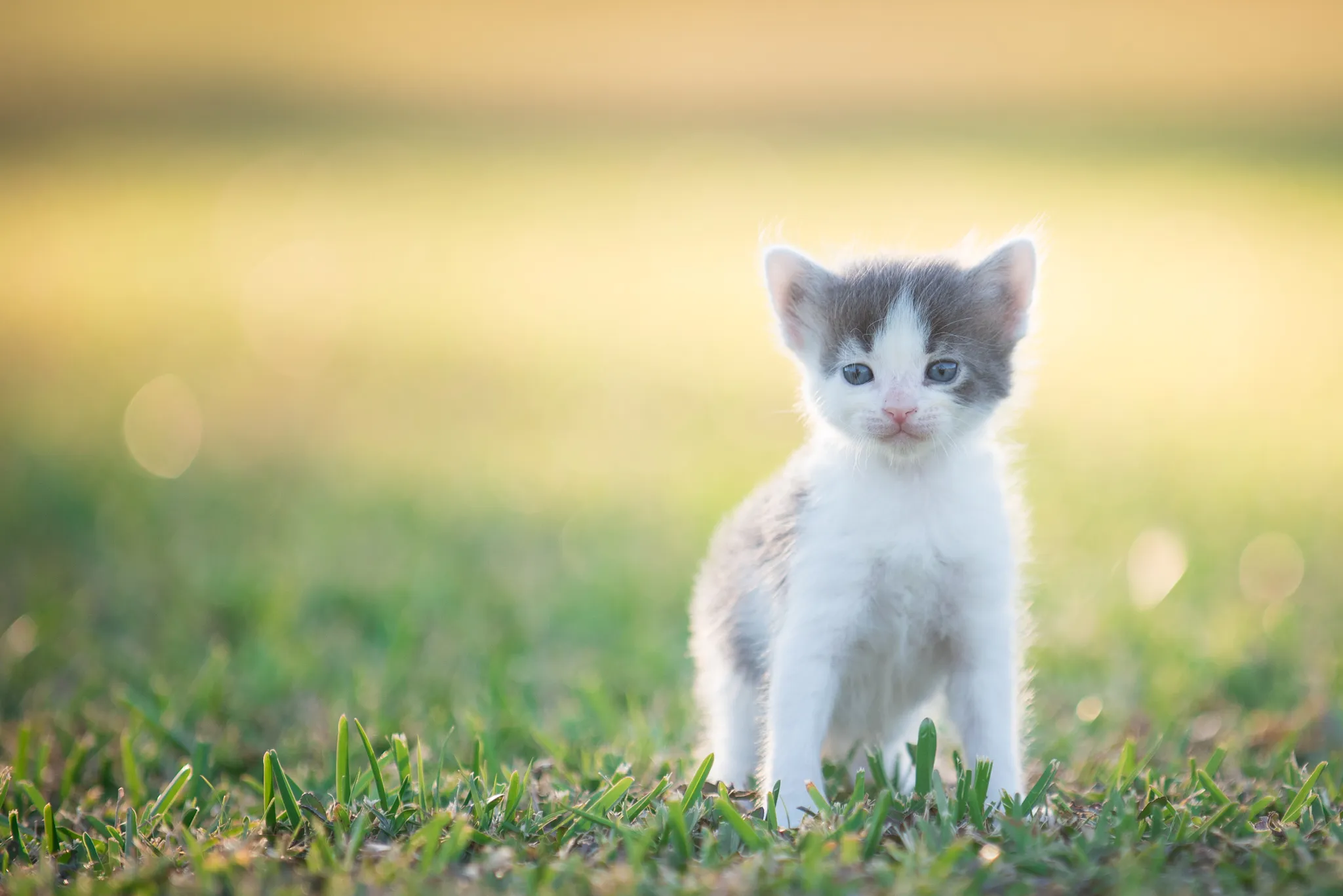 I Used A Litter Of Kittens To Test Out My New Lens...