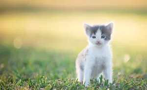 I Used A Litter Of Kittens To Test Out My New Lens...