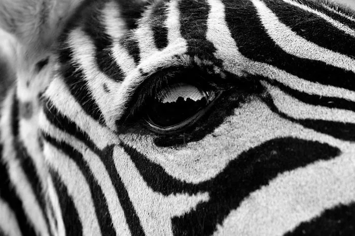Oeil De Zèbre