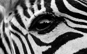 After 9 Months Of Competition And More Than 130,000 Submissions, Here Are The Most Breathtaking Pics Taken This Year (50 Pics)
