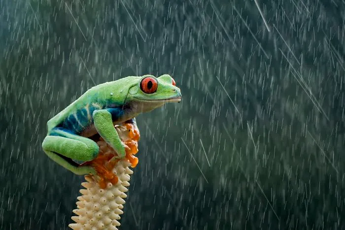 Rainy Day