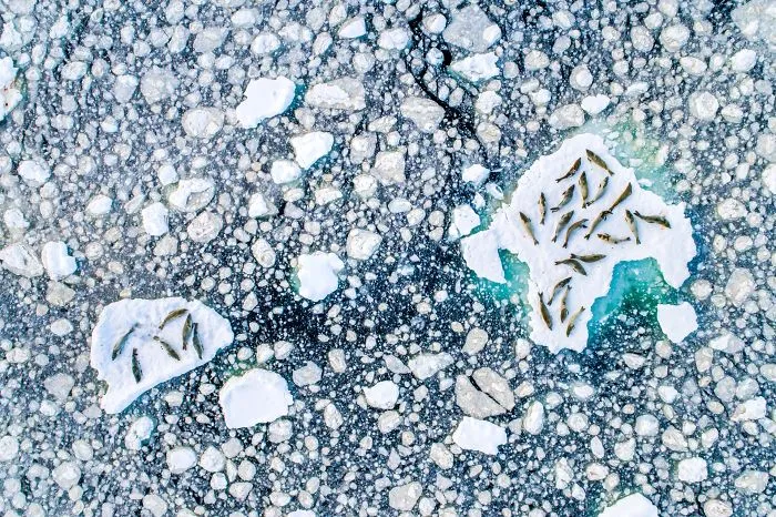 Sea Of Ice