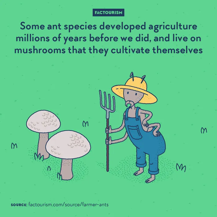We Illustrated 40 Of The Most Fascinating Facts About Our World