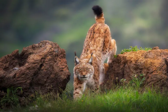 Wild Look