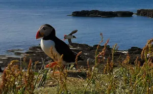 I Traveled To Scotland To See Its Beautiful Nature And Watch Rare Birds (32 Pics)