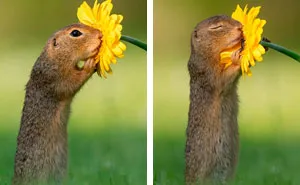 Photographer Captures The Precious Moments Of What Happens In Nature When No One's Around (30 Pics)