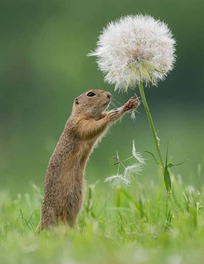 Photographer Captures The Precious Moments Of What Happens In Nature When No One's Around (30 Pics)
