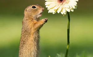 Photographer Captures The Precious Moments Of What Happens In Nature When No One's Around (30 Pics)