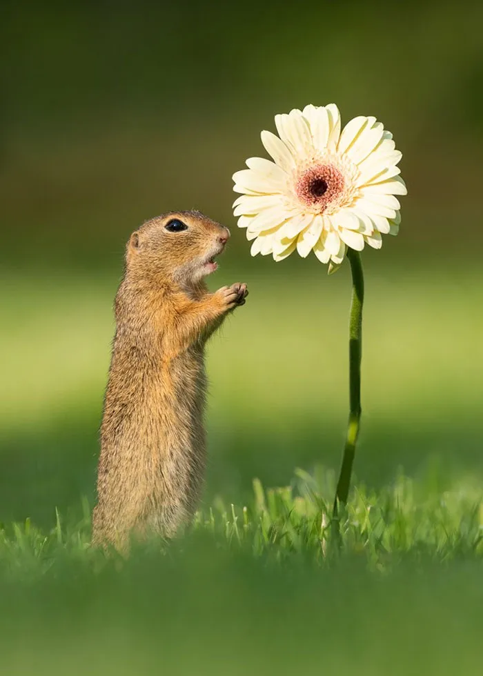 Este fotógrafo capta esos preciosos momentos en la naturaleza cuando no hay nadie cerca (30 fotos)