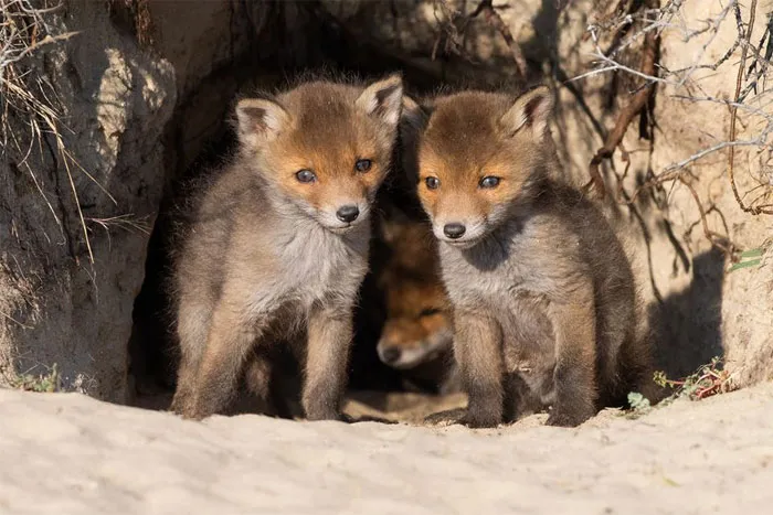 Photographer Captures The Precious Moments Of What Happens In Nature When No One's Around (30 Pics)