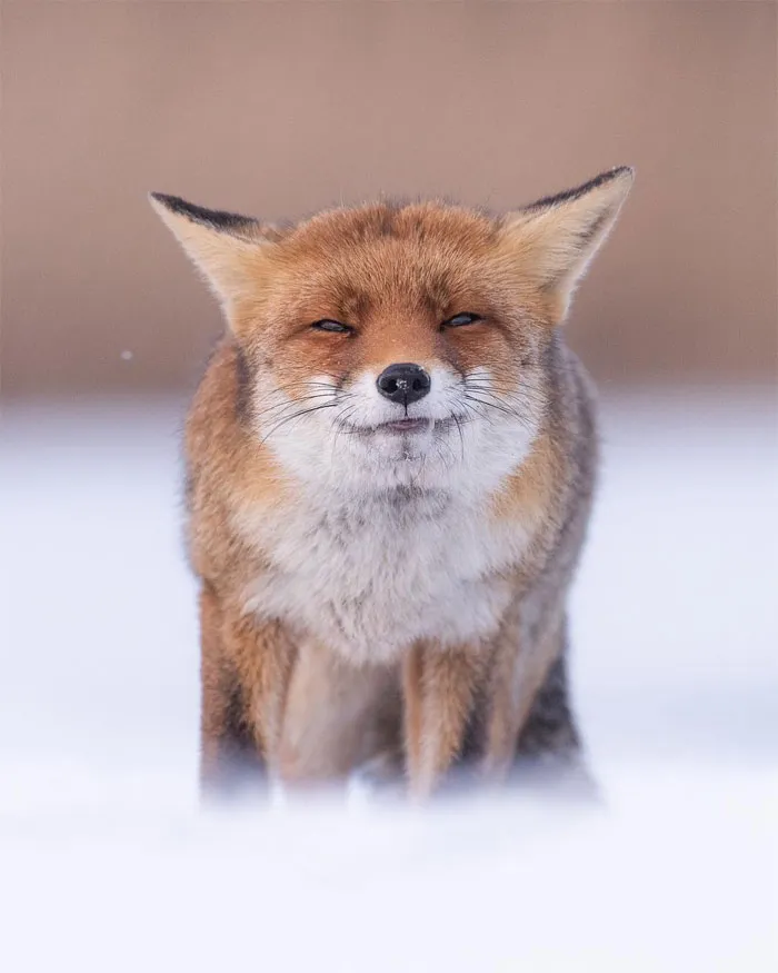Photographer Captures The Precious Moments Of What Happens In Nature When No One's Around (30 Pics)