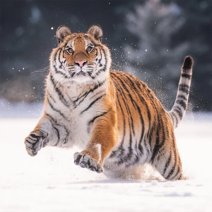 Photographer Captures The Precious Moments Of What Happens In Nature When No One's Around (30 Pics)