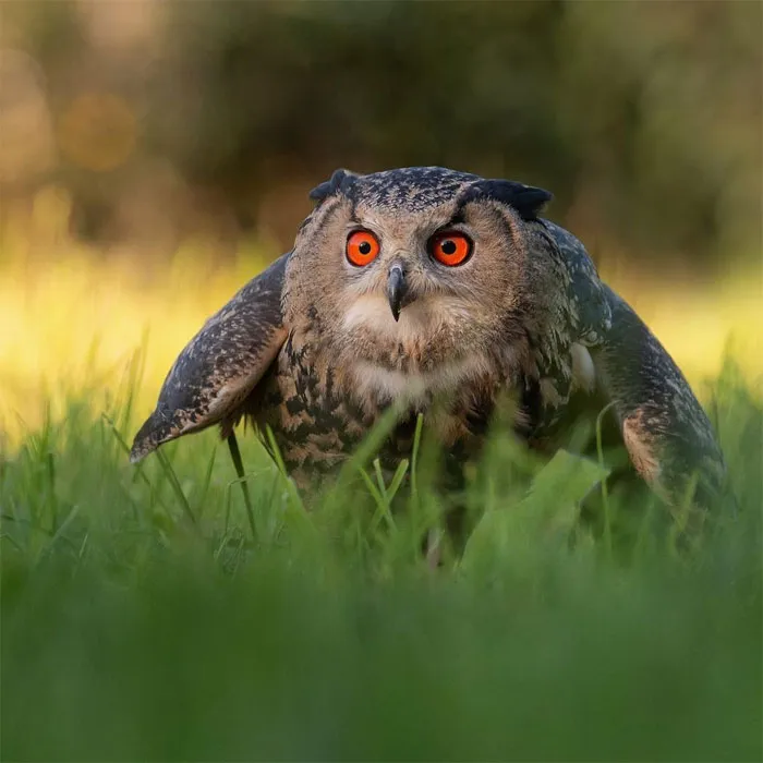 Photographer Captures The Precious Moments Of What Happens In Nature When No One's Around (30 Pics)