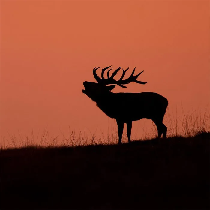 Este fotógrafo capta esos preciosos momentos en la naturaleza cuando no hay nadie cerca (30 fotos)