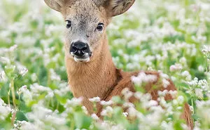 Photographer Captures The Precious Moments Of What Happens In Nature When No One's Around (30 Pics)
